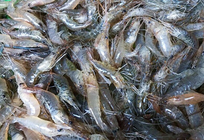 Rang tôm bao năm giờ mới biết không cần cầu kỳ, chỉ cho 2 thứ này tôm có màu đỏ đẹp lại cực giòn ngon - 1