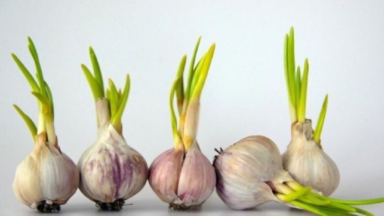 Tỏi bán đầy chợ nhưng có 4 củ này đừng mua, đầu bếp nhắc amp;#34;trời nồm ẩmamp;#34; này nhớ làm ngay nhé! - 1