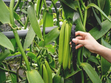 Loại quả đắt đỏ bậc nhất thế giới, giá 15.000.000 đồng/kg, cho vào món ăn là thơm nức, Việt Nam đã trồng thành công mà giá rẻ