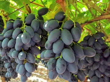 Mua nho đừng dại chọn 3 quả này, người bán còn e ngại chưa chắc đã dám ăn