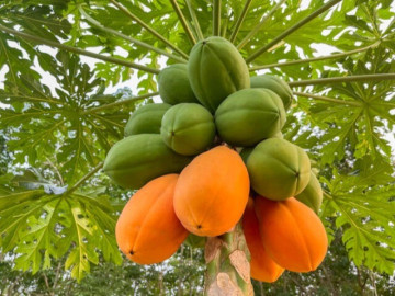 Loại quả tốt nhất thế giới được trồng bạt ngàn ở Việt Nam, giá chỉ từ 15.000/kg, làm được nhiều món ngon bất chấp