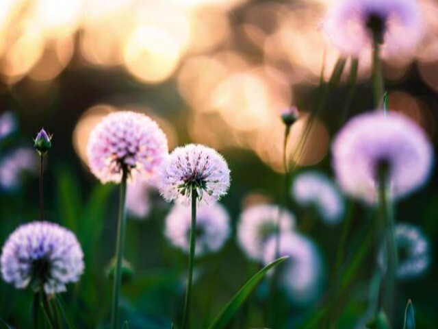 Phụ nữ giữ được sự tĩnh lặng trong 2 việc này rất khôn ngoan, ắt có phúc đức sâu dày