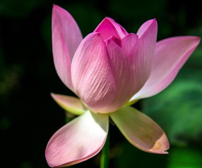 2 kiểu hàng xóm chớ giao du, 3 kiểu họ hàng chớ gần gũi - 1