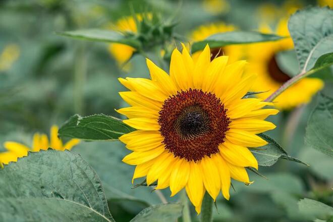 2 kiểu hàng xóm chớ giao du, 3 kiểu họ hàng chớ gần gũi - 3