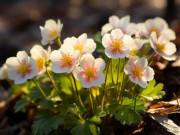 Eva tám - Người ít khi nói trong các nhóm chat nhưng cũng không rời nhóm thuộc 3 kiểu này