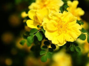 Eva tám - Người có nhiều phước lành, thoáng nhìn “đôi tai” là biết