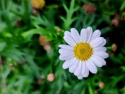 Eva tám - Cuộc đời này, người thân thiết nhất với ta chỉ có một