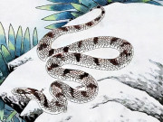 Eva tám - 4 con giáp may mắn mà kín tiếng, trung niên giàu có ít ai sánh bằng