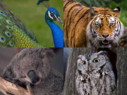 Trắc nghiệm tâm lý: Bạn nghĩ con vật nào thông minh nhất?