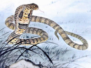 Eva tám - 4 con giáp mùa đông này phúc khí tăng vọt, vượng vận quý nhân, tiền đầy túi