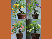 Eva tám - Trắc nghiệm tâm lý: Bạn sẽ trang trí cây nào trong nhà mình?