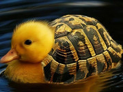 Eva tám - Trắc nghiệm tâm lý: Bạn đã thấy gì từ cái nhìn đầu tiên?