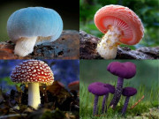 Eva tám - Trắc nghiệm tâm lý: Bạn nghĩ cây nấm nào có độc?
