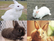 Eva tám - Trắc nghiệm tâm lý: Con bạn sau này sẽ thành đạt đến mức nào?