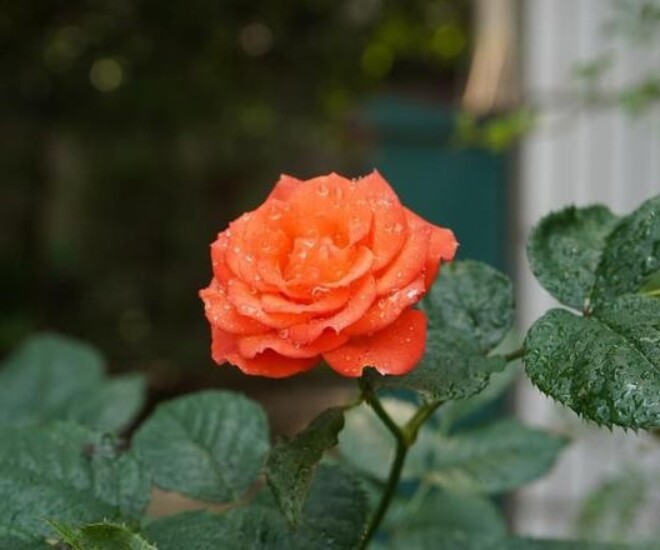 Người sở hữu 3 điều này khí chất vượt thời gian, càng có tuổi càng cuốn hút - 4