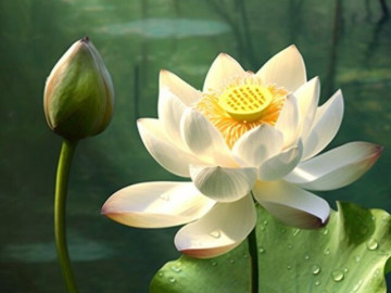 Quan hệ thân đến mấy, người khôn ngoan cũng không dễ dàng để người khác biết điều này về mình