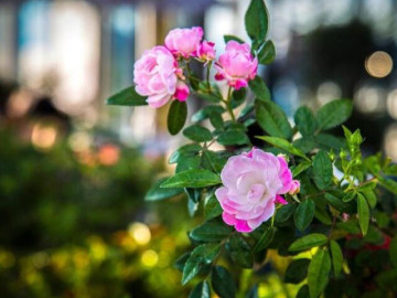 Một người có nhiều tiền hay không, chủ yếu quyết định bởi 3 người này
