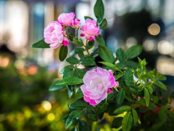 Con át chủ bài của phụ nữ không phải hôn nhân hay con cái mà là 3 điều này