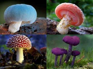 Eva tám - Trắc nghiệm tâm lý: Bạn nghĩ cây nấm nào có độc?