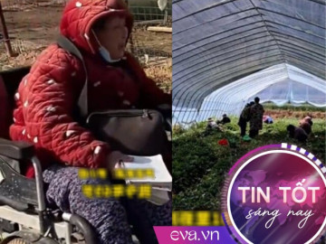 "Bà nội khoai lang": 30 năm khởi nghiệp trên xe lăn, mỗi năm bán ra hàng triệu cây giống