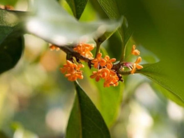 Eva tám - Người sở hữu 3 điều này khí chất vượt thời gian, càng có tuổi càng cuốn hút