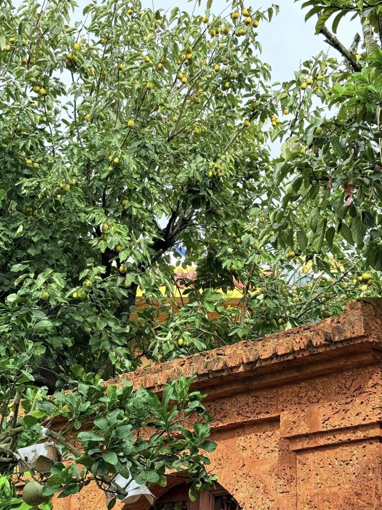 Một cây hồng lớn vươn cao, phủ bóng ra tận ngoài tường bao. Quả mọc dày từ cành chính đến nhánh nhỏ. Không gian vườn cây trong biệt phủ cho thấy sự đầu tư bài bản, với nhiều loại cây ăn quả được trồng đan xen và sinh trưởng tốt.