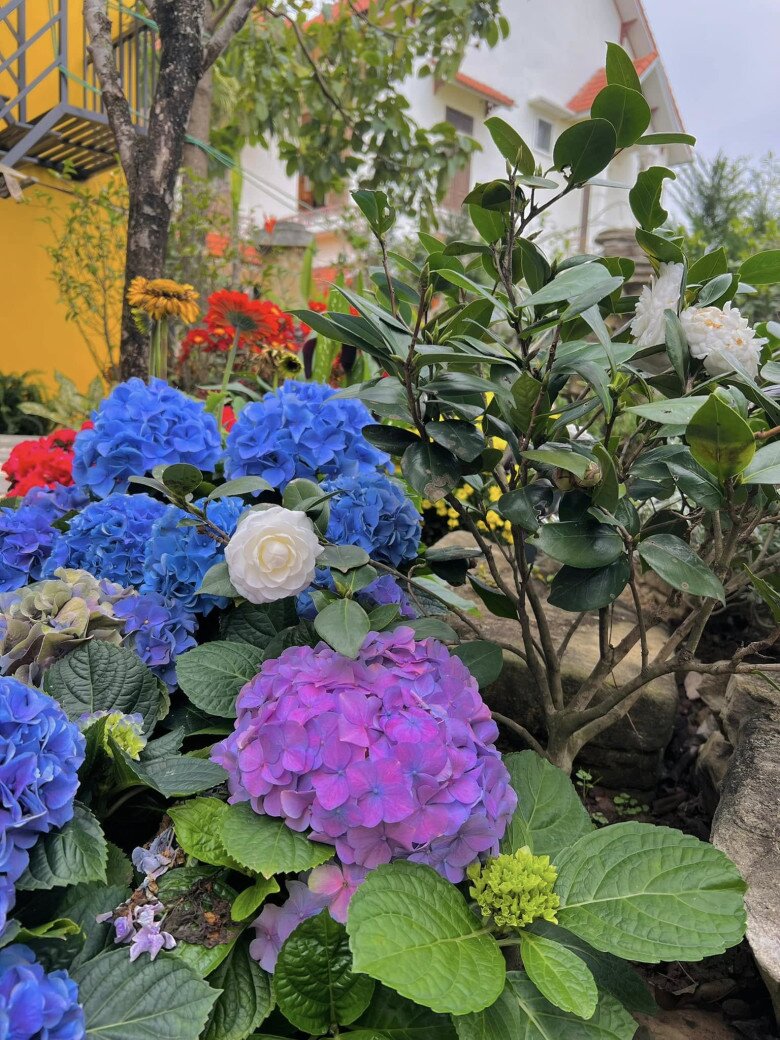 Hồ cá koi đặt giữa khu tiểu cảnh với nhiều loại hoa quanh bờ như cúc, đồng tiền, cẩm tú cầu… Cây cối và hoa được bố trí theo tầng, xen kẽ đá và nước, tạo không gian xanh sinh động, gần gũi với thiên nhiên trong khuôn viên biệt phủ.