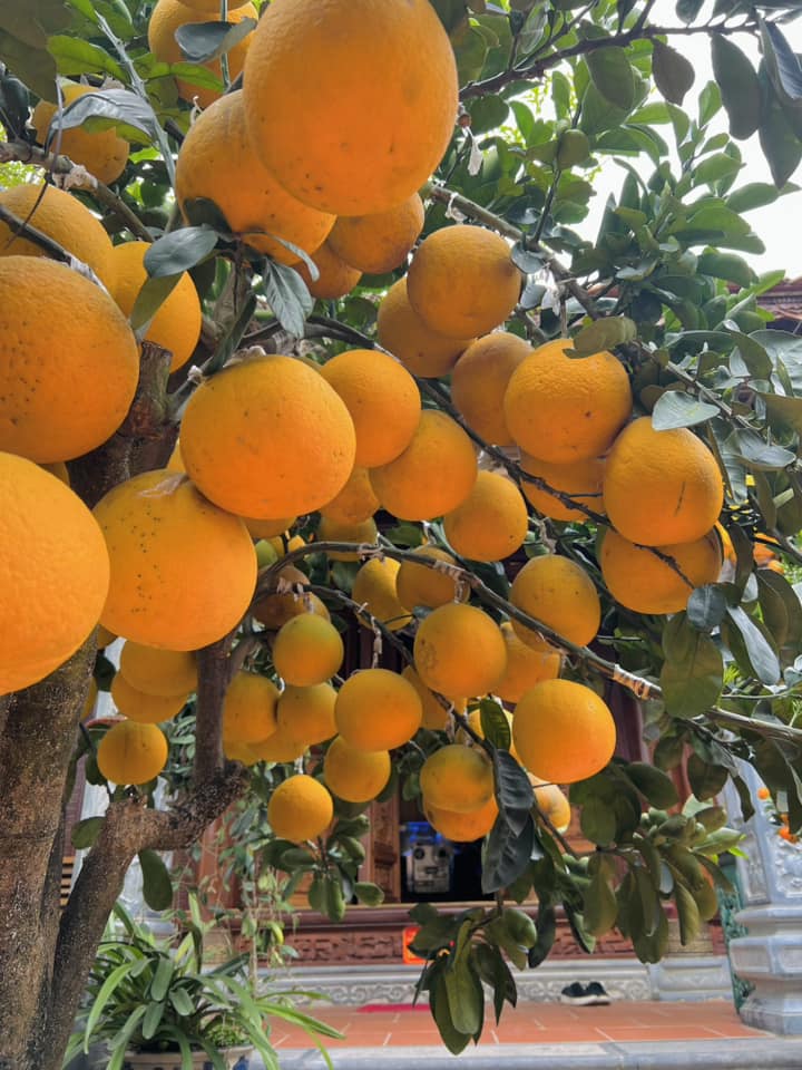 Cây bưởi được trồng sát hiên nhà, quả mọc thành từng chùm lớn, chen chúc trên cành. Quả chuyển màu vàng đều, chứng tỏ đã vào kỳ thu hoạch. Đây là một trong nhiều loại cây ăn quả có mặt trong khu vườn rộng rãi của nghệ sĩ.