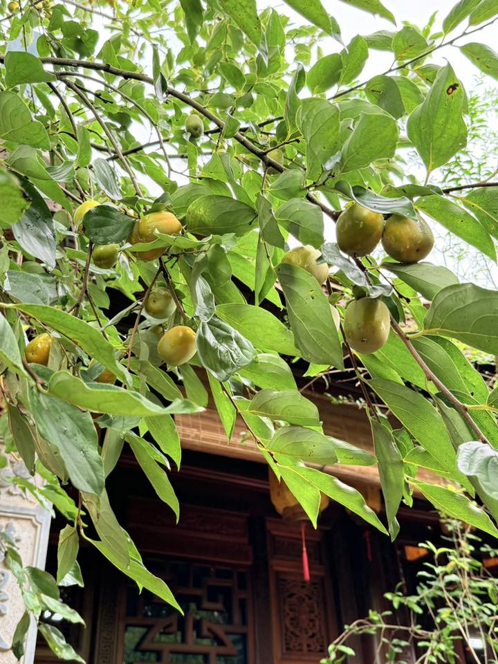 Một nhành hồng trước hiên biệt phủ, quả khá to, da căng bóng, xen giữa nền lá non. Nhiều người khoái chí để lại bình luận: Ôi mê quá, Đã mắt quá bác... NSND Lan Hương thì bày tỏ: Ôi! Làm sao mà về để vặt được đây! Tui thèm quá cơ! Nghệ sĩ Trà My xuýt xoa: Nhiều thế cậu.