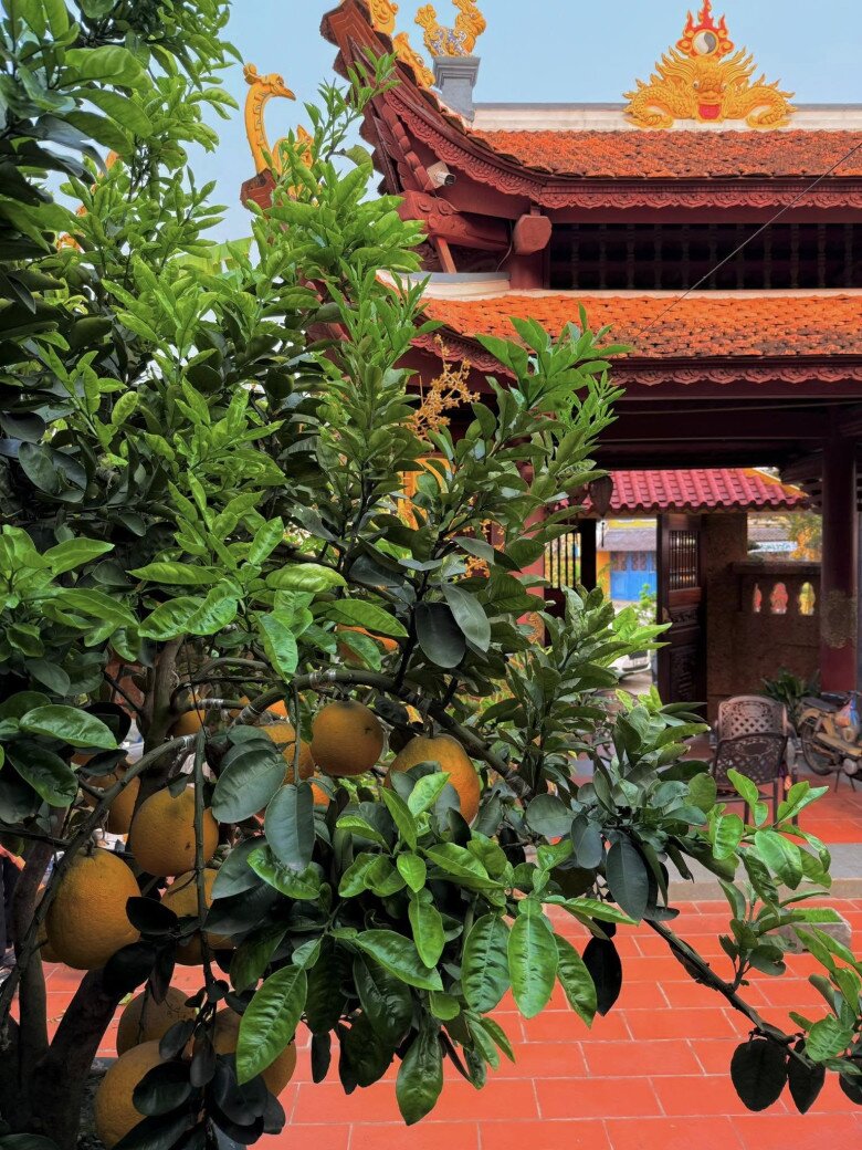 Biệt phủ của danh hài Vượng Râu cây trái sai lúc lỉu làm bao người thích thú, dự đoán thu tới 2 tạ hồng - 2