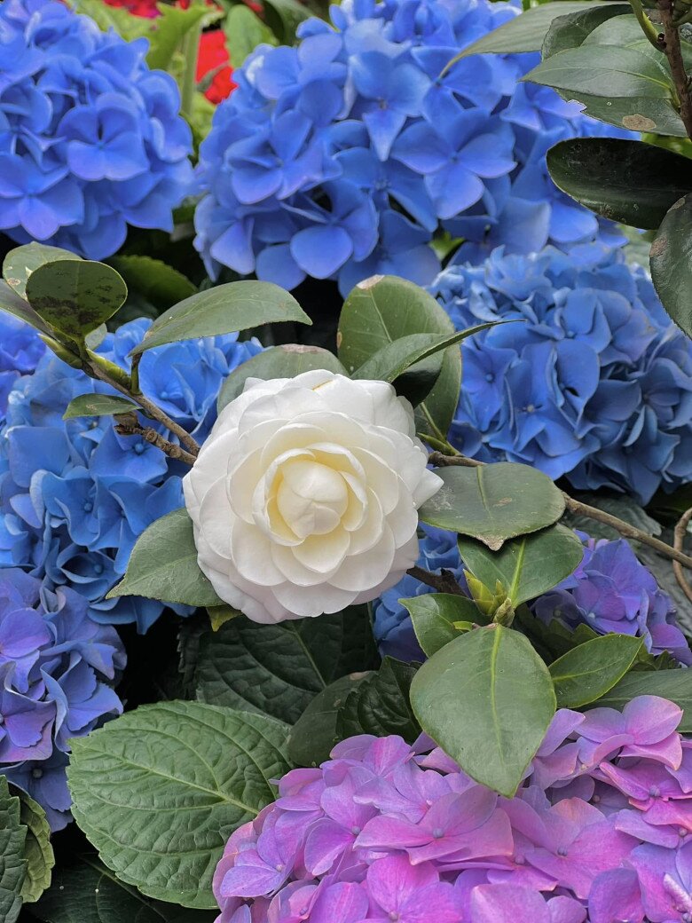 Biệt phủ của danh hài Vượng Râu cây trái sai lúc lỉu làm bao người thích thú, dự đoán thu tới 2 tạ hồng - 12