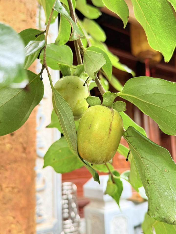 Danh hài vừa khoe giống hồng đèn lồng trong vườn đang vào mùa, quả vàng đều, buông rủ theo tán lá xanh mướt. Loại cây dân dã này được Vượng Râu cũng như nhiều người yêu thích, không chỉ vì vị ngọt mát, mà còn bởi dáng thế tự nhiên, gợi ký ức quê nhà tuổi thơ.