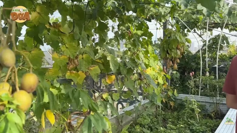 Không gian vườn trên sân thượng phủ xanh với giàn mướp, cóc, nhãn và các loại rau, tựa như một nông trại nhỏ giữa phố.