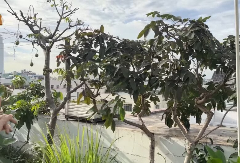 Khu vườn trồng đủ loại cây trái, rau, cây gia vị... giúp gia đình vừa có thực phẩm sạch, vừa thư giãn với thiên nhiên.