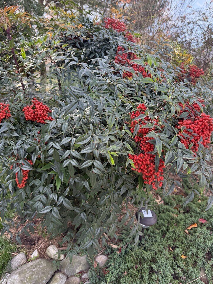 Cảnh tượng trước cửa nhà vợ cũ Đàm Vĩnh Hưng ở Mỹ: Loài cây may mắn amp;#34;đến từ thiên đườngamp;#34; đổi màu rực rỡ - 5