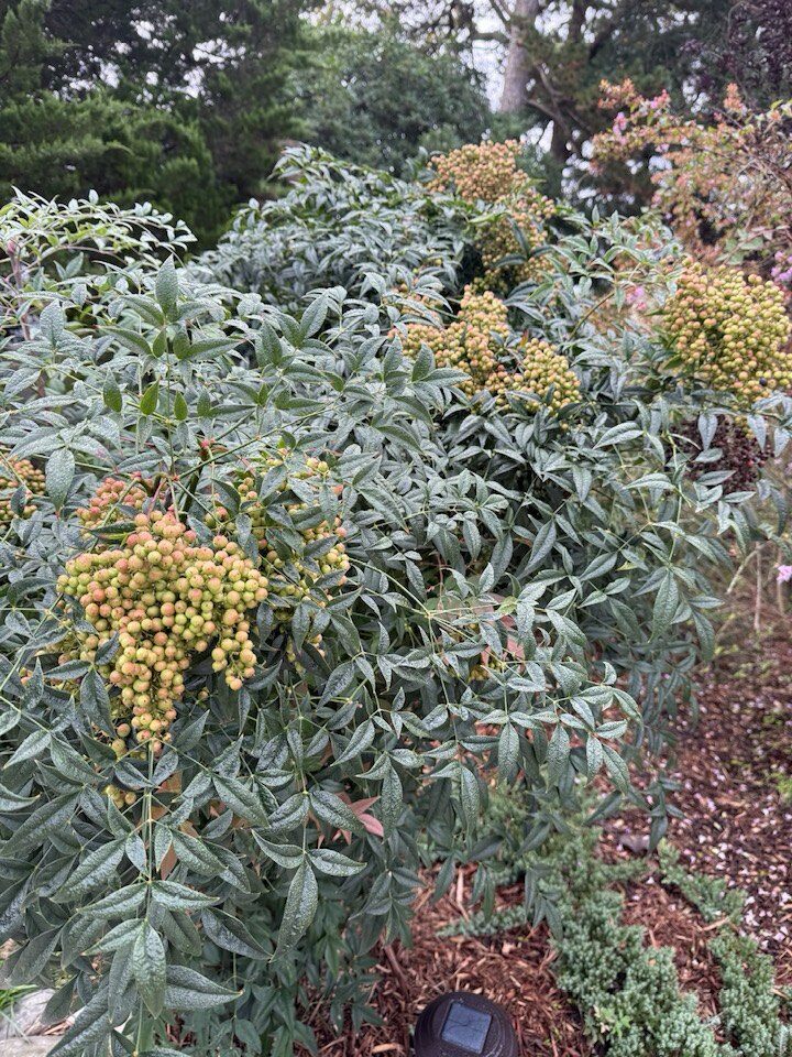 Cảnh tượng trước cửa nhà vợ cũ Đàm Vĩnh Hưng ở Mỹ: Loài cây may mắn amp;#34;đến từ thiên đườngamp;#34; đổi màu rực rỡ - 3