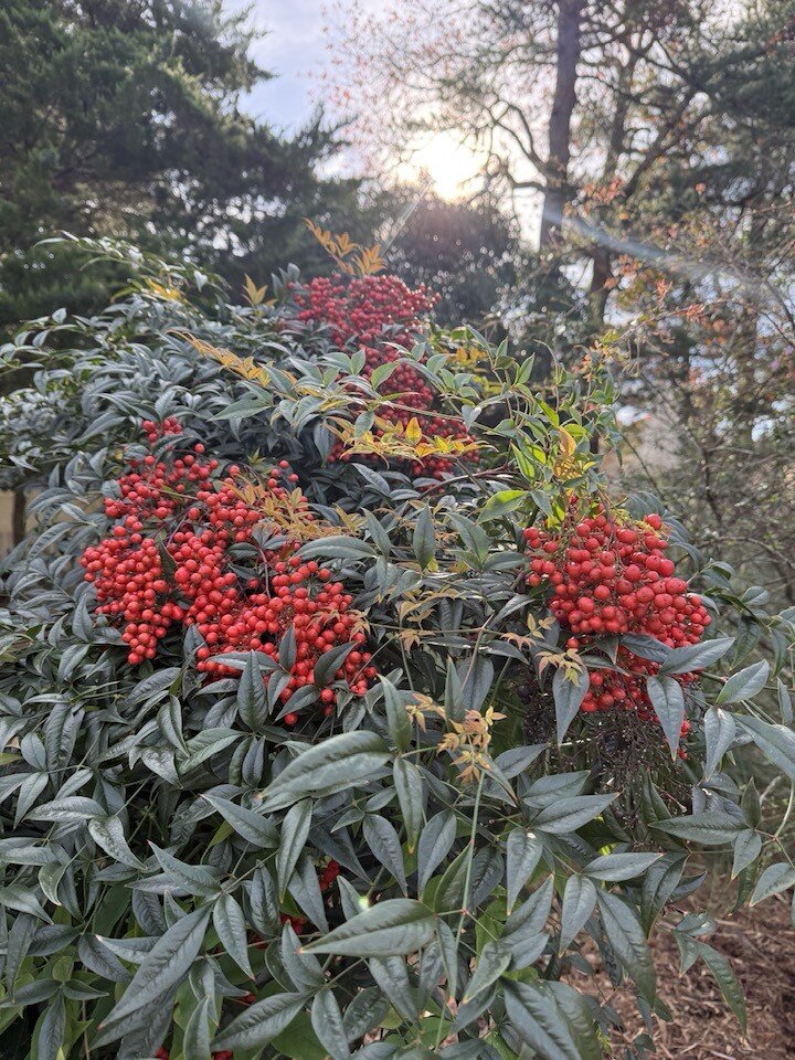 Loài cây mang vẻ đẹp nhẹ nhàng, thanh lịch nhưng lại ẩn chứa nhiều ý nghĩa tốt lành về may mắn và tài lộc, được xem là lựa chọn lý tưởng cho những không gian sống đề cao sự hài hòa và sinh khí.