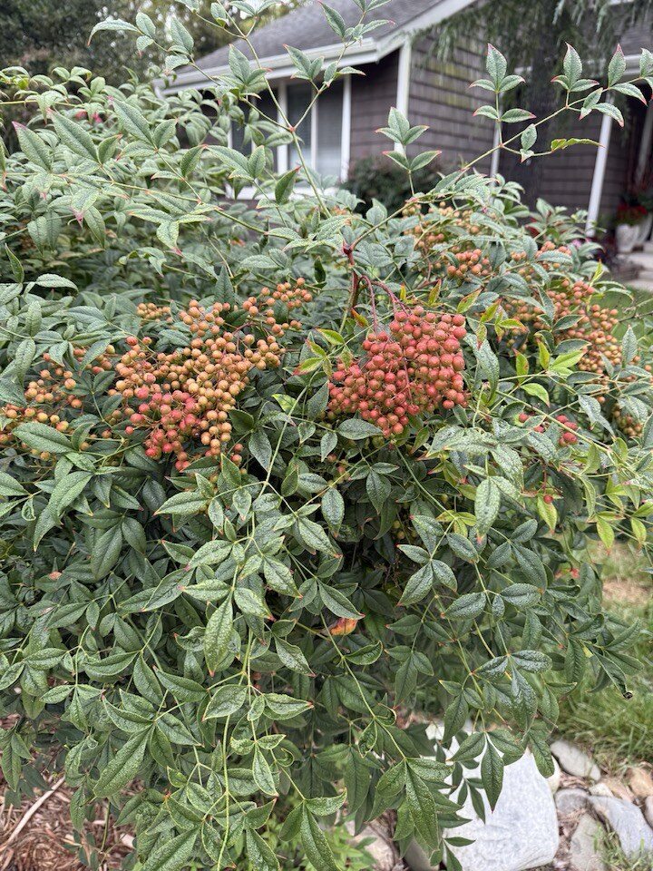 Đặc biệt, nữ bầu show đăng tải rất nhiều về một loại cây cảnh có lá và quả nhỏ lạ mắt. Quả có thể chuyển từ vàng, cam sang đỏ rực.