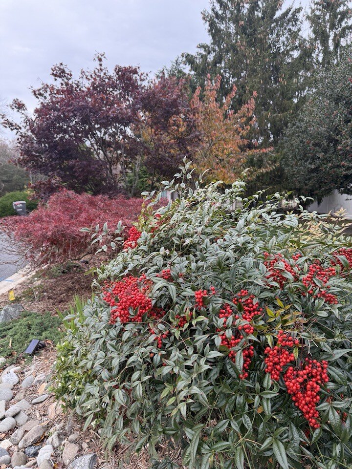 Đó chính là cây nam thiên trúc. Khung cảnh trước cửa nhà vợ cũ Đàm Vĩnh Hưng trở nên tươi mới nhờ sự xuất hiện của nam thiên trúc đúng mùa chuyển sắc.