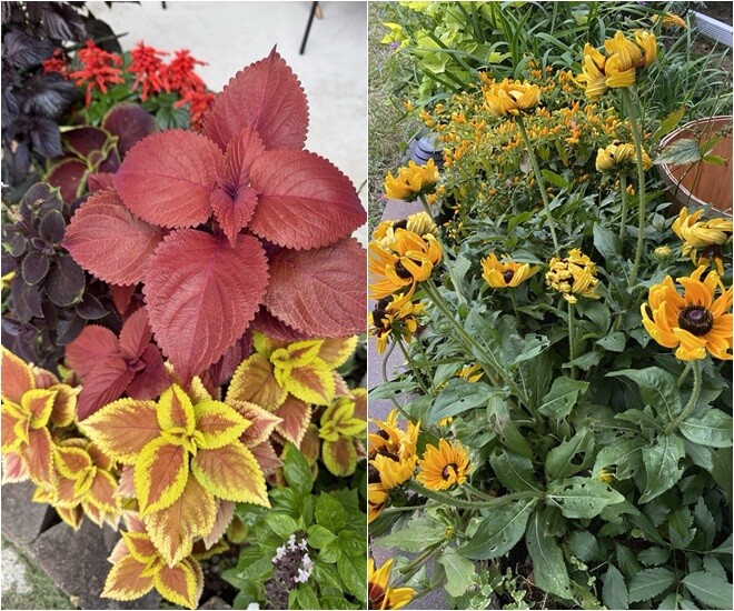 Bà Liên Phạm chia sẻ khung cảnh sắc thu trước nhà ở Atlantic, Mỹ với nhiều loài cây và hoa rực rỡ. Những màu sắc từ vàng, cam, đỏ... khiến không gian trở nên tưng bừng.