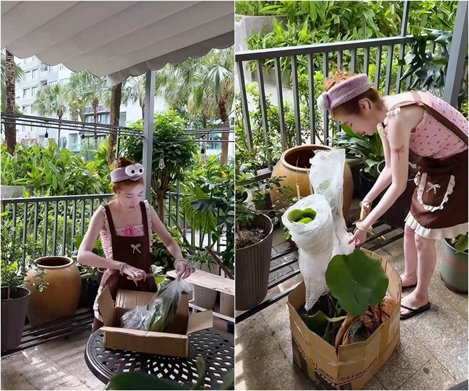 Góc làm nông “nghiệp dư” nhưng đầy tâm huyết của nàng cựu hot girl. Cô tự tay xúc đất, trồng sen súng trong chậu lớn. Không dùng găng tay, Elly làm việc say mê không ngại lấm lem. Một số thân của cây sen còn có gai nữa.