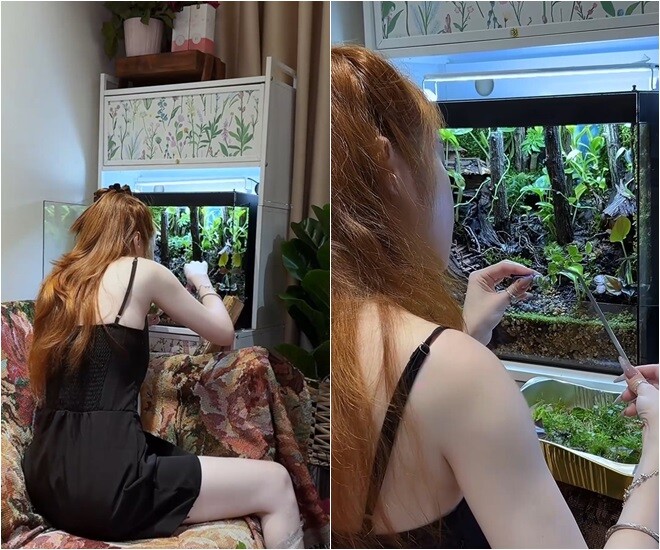 Bể terrarium như một thế giới thu nhỏ. Bên trong bể là mô hình núi rừng, nhà gỗ, người leo núi tí hon và các lối mòn bằng đá sỏi. Ánh sáng được xử lý khéo léo bằng mẹo nhỏ từ giấy bóng kính, khiến không gian như có chiều sâu và sức sống thực thụ.