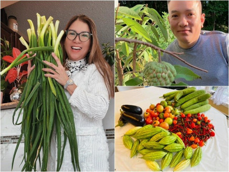 Hành lá "khổng lồ" nhà Phạm Thanh Thảo làm mọi người tròn mắt, chồng đại gia mát tay trồng đủ loại trong vườn biệt thự