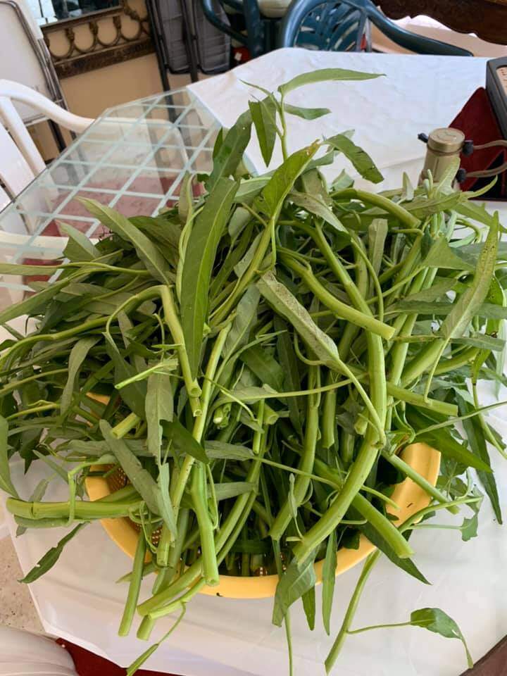 Ông xã nữ ca sĩ đã chia sẻ rằng: Khổ qua thì hơn cả 100 trái (trồng chơi mà ăn không kịp), bầu, mướp hương có ăn đều đều. Cà chua, rau thơm, hẹ, rau muống, cần nước, cần tàu thì vừa ăn vừa cho vừa đem ra nhà hàng để bán.