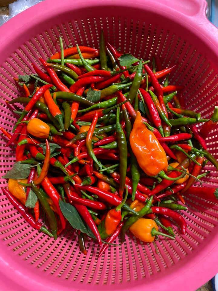 Hành lá amp;#34;khổng lồamp;#34; nhà Phạm Thanh Thảo làm mọi người tròn mắt, chồng đại gia mát tay trồng đủ loại trong vườn biệt thự - 15