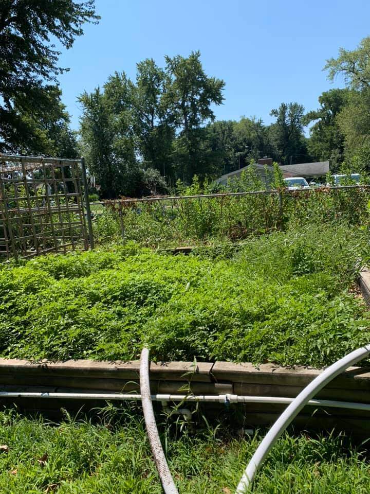 Hành lá amp;#34;khổng lồamp;#34; nhà Phạm Thanh Thảo làm mọi người tròn mắt, chồng đại gia mát tay trồng đủ loại trong vườn biệt thự - 10