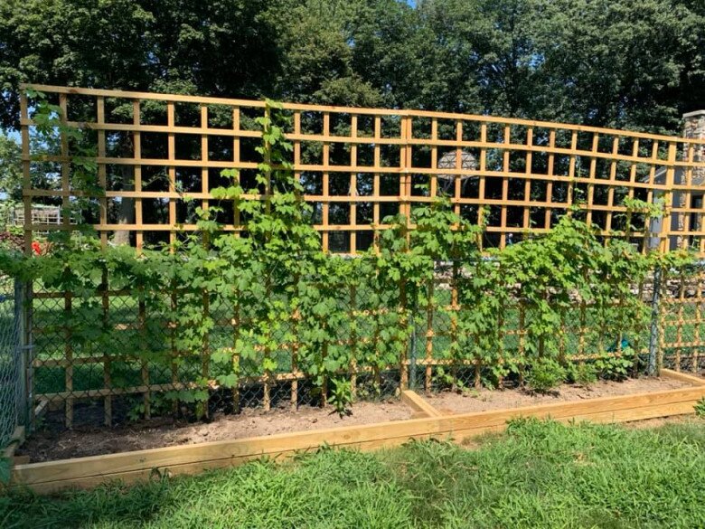 Hành lá amp;#34;khổng lồamp;#34; nhà Phạm Thanh Thảo làm mọi người tròn mắt, chồng đại gia mát tay trồng đủ loại trong vườn biệt thự - 18