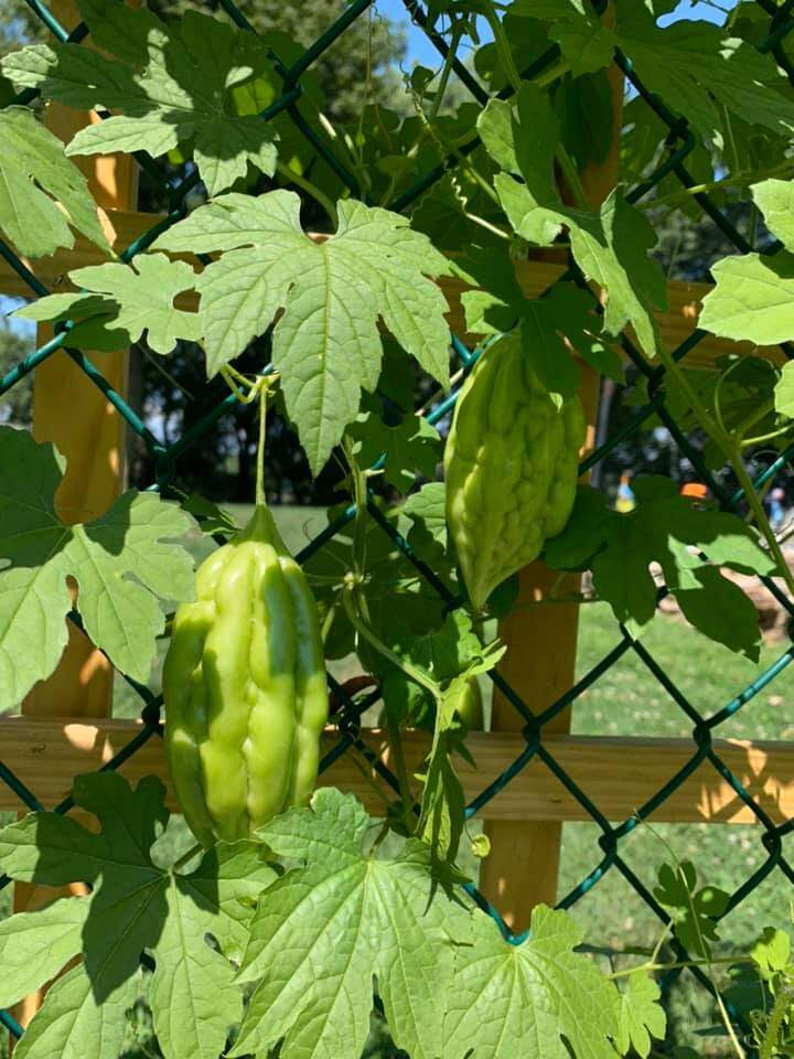 Hành lá amp;#34;khổng lồamp;#34; nhà Phạm Thanh Thảo làm mọi người tròn mắt, chồng đại gia mát tay trồng đủ loại trong vườn biệt thự - 17