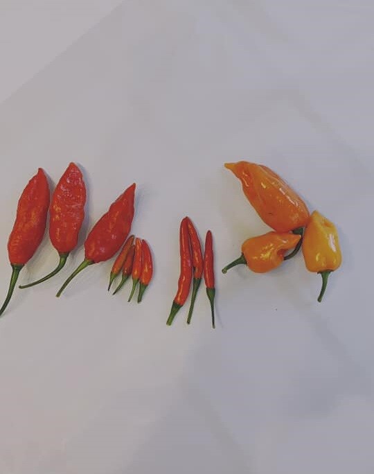 Thích nhất là ớt, năm nào cũng trồng 10 luống trên cả 100 cây, tất cả đều thuộc loại cay từ Thai Dragon, ớt chỉ thiên, ớt tím có lông , ớt Habanero mà bà con gọi là ớt Mễ cho đến ớt Gosh pepper (ớt ma) cũng có luôn. Thu hoạch xong đem xay làm satế thì ít có cao thủ nào chịu nổi, anh bày tỏ.