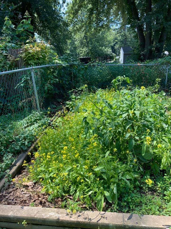 Chồng Phạm Thanh Thảo còn cho biết cải bẹ xanh nhiều quá ăn không kịp cho nên ra hoa hết. Anh đã có một mùa thành công nhờ sự trợ giúp của bố vợ.